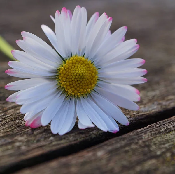 Marguerite Fleur Plante Pétales — Photo