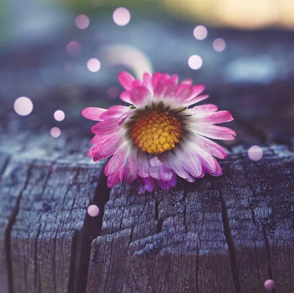 Daisy Flower Plant Petals — Stock Photo, Image