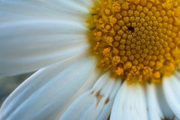 Daisy Växt Blomblad — Stockfoto