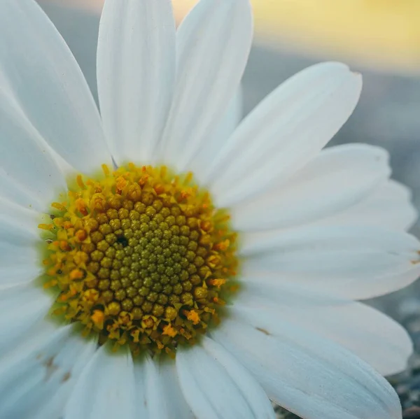 Daisy Flower Plant Petals — Stock Photo, Image