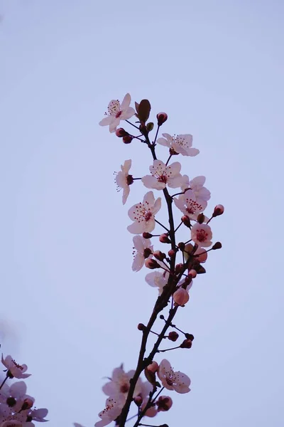 Flor Rosa Planta Pétalos — Foto de Stock