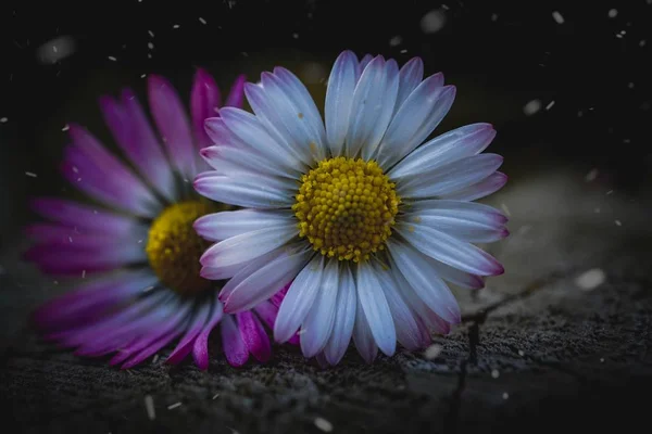 Daisy Plant Bloemblaadjes — Stockfoto