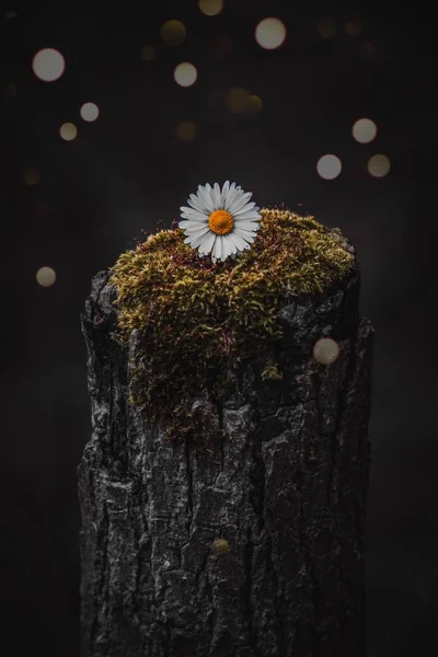 Gänseblümchen Blütenblätter — Stockfoto