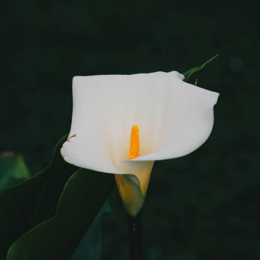 Calla lily çiçek bahar zamanı fabrikasında