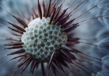 bahar zamanı fabrikasında Karahindiba çiçeği