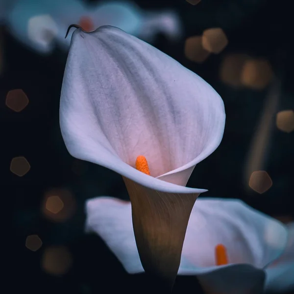 Calla Lilie Blütenpflanze Frühling — Stockfoto