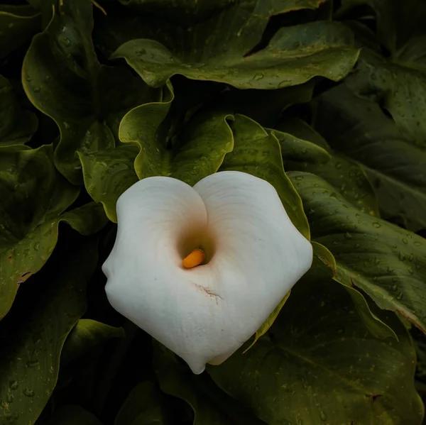 Roślina Kwiat Calla Lily Wiosenny — Zdjęcie stockowe