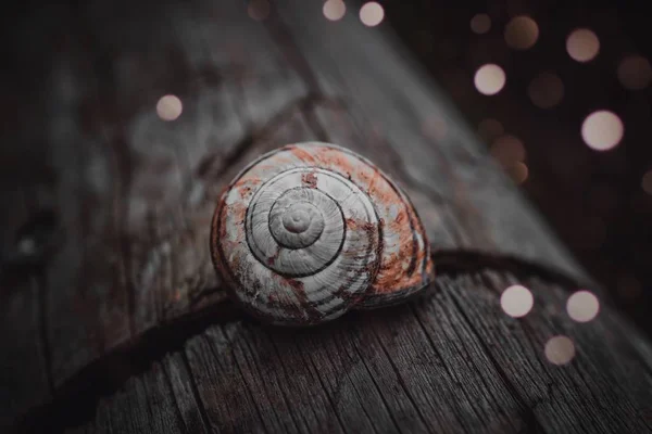 Snail Nature — Stock Photo, Image