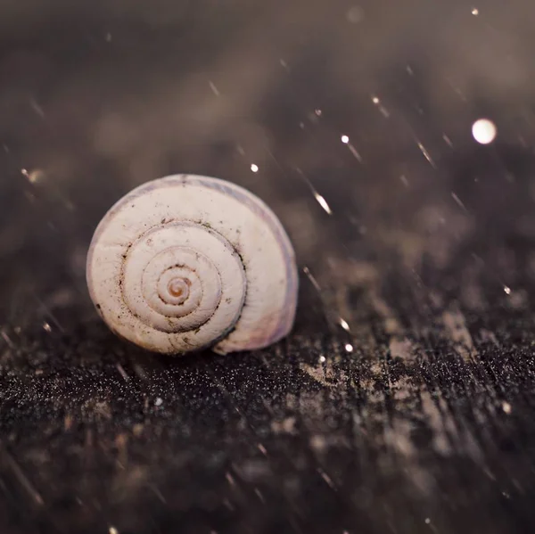 Escargot Dans Nature — Photo