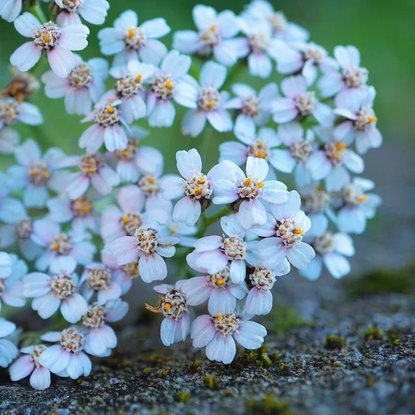 Flor Branca Primavera — Fotografia de Stock