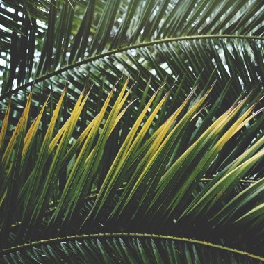 palmiye ağacı Beach 