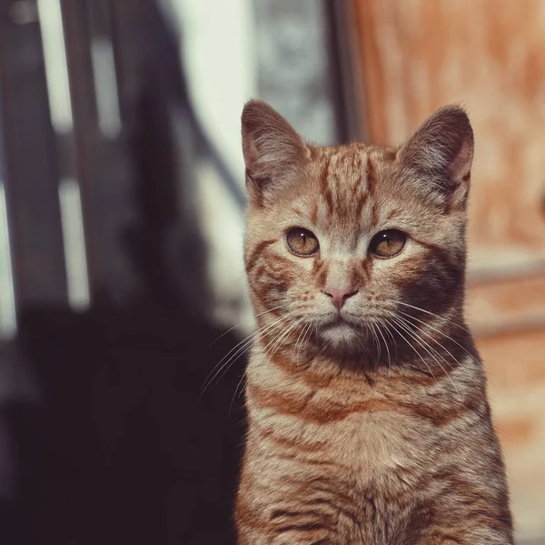 Brown Cat Portrait Street — Stock Photo, Image