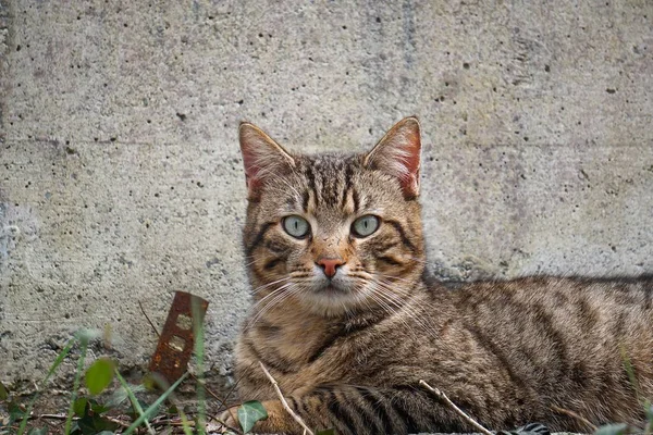 Grey Cat Portrait Street — Stock Photo, Image