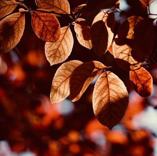 春には赤い木の葉テクスチャ — ストック写真