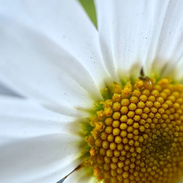 Prästkrage Blomma Våren — Stockfoto