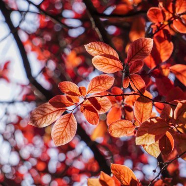                     kırmızı ağaç doğada bahar yaprakları           