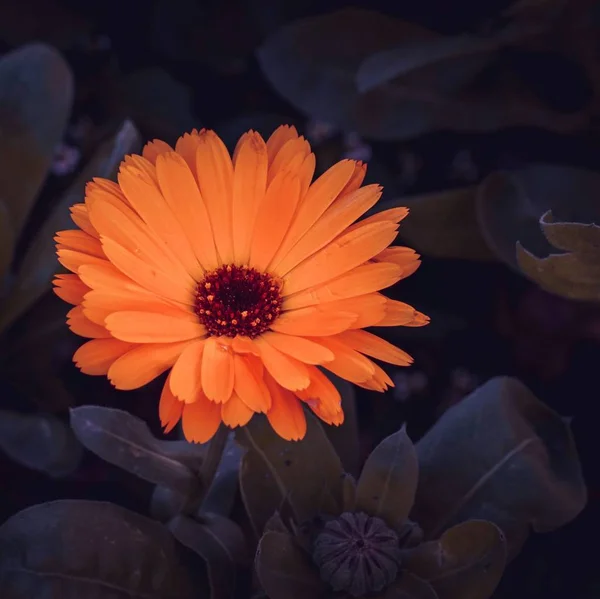 Pomerančová Rostlina Jarní Době — Stock fotografie