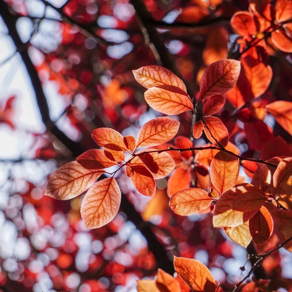 自然の中で春に赤い木の葉 — ストック写真