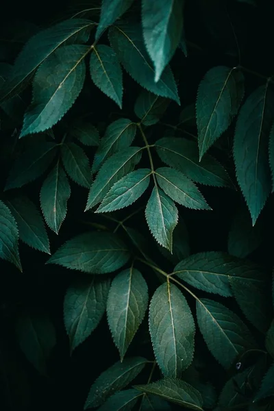 Green Plant Leaves Texture Springtime — Stock Photo, Image