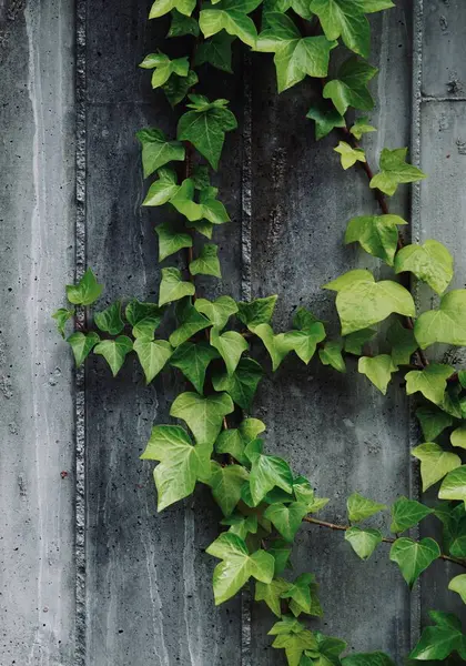 Hojas Plantas Verdes Pared — Foto de Stock