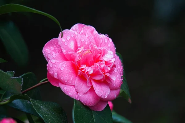 Różowy Kwiat Roślin Ogrodzie Wiosną Różowe Kwiaty Przyrodzie — Zdjęcie stockowe