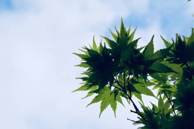         doğada yeşil ağaç yaprakları, dalları ve yaprakları                       