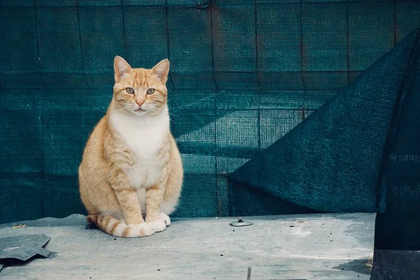 Beautiful Kitten Cat Portrait Street — Stock Photo, Image