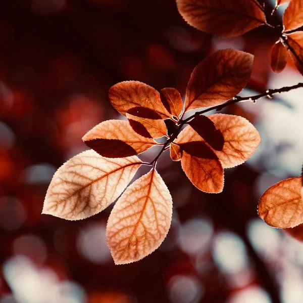Doğada Kırmızı Ağaç Yaprakları Dalları Yaprakları — Stok fotoğraf