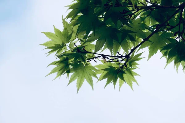 Foglie Albero Verdi Nella Natura Rami Foglie — Foto Stock