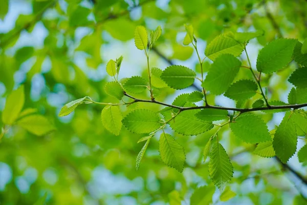 Hojas Árboles Verdes Naturaleza Ramas Hojas — Foto de Stock