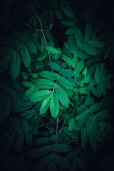 Πράσινο Φυτό Φύλλα Υφή Στον Κήπο Την Άνοιξη — Φωτογραφία Αρχείου
