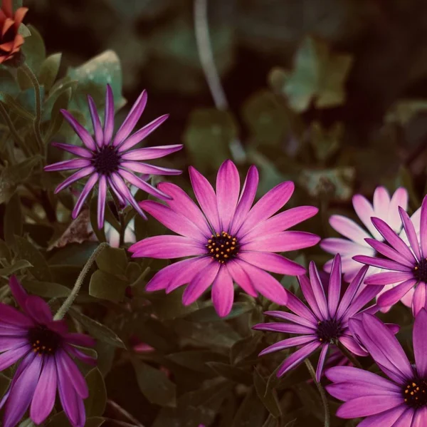 Rosa Blütenpflanze Sommer Garten Rosa Blütenblätter Der Natur — Stockfoto