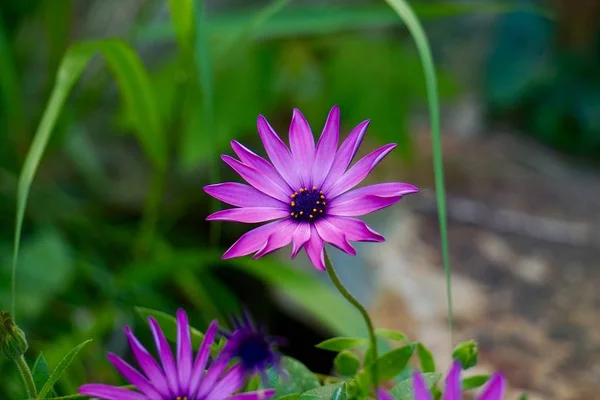 Planta Flor Rosa Jardim Verão Pétalas Rosa Natureza — Fotografia de Stock