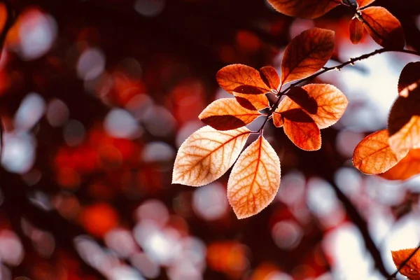 Folhas Árvore Vermelha Texturizadas Natureza Verão — Fotografia de Stock