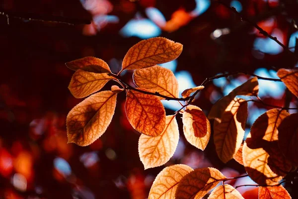 夏の自然の中でテクスチャーの赤い木の葉 — ストック写真
