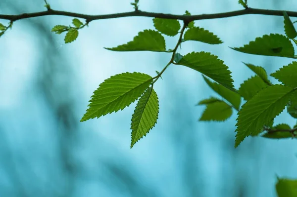 Hojas Árboles Verdes Texturizadas Naturaleza Verano — Foto de Stock
