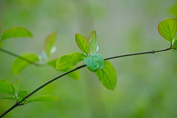 Hojas Árboles Verdes Texturizadas Naturaleza Verano — Foto de Stock