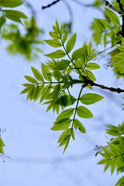 Hojas Árboles Verdes Texturizadas Naturaleza Verano — Foto de Stock