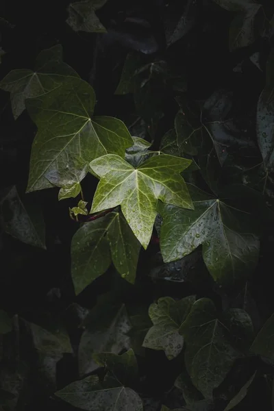 Зелене Листя Рослини Текстуровані Саду Влітку — стокове фото