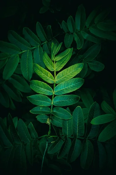 Groene Plant Verlaat Getextureerde Tuin Zomer — Stockfoto