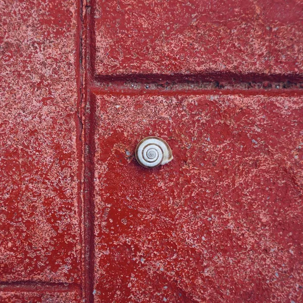 Caracol Blanco Suelo Rojo Caracol Pequeño Naturaleza —  Fotos de Stock