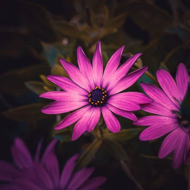 bahçede yaz aylarında pembe çiçek bitki, doğada pembe yaprakları ile çiçek