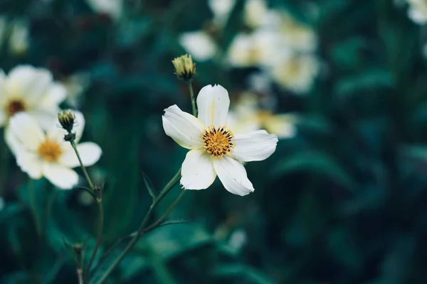 Planta Flor Blanca Jardín Verano Flor Con Pétalos Blancos Naturaleza —  Fotos de Stock