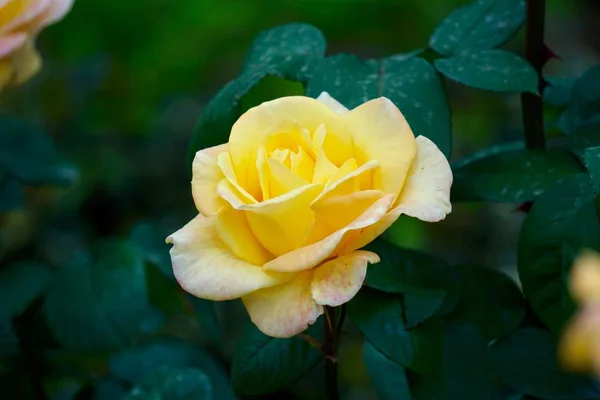Rose Jaune Plante Été Dans Jardin Roses Jaunes Dans Nature — Photo