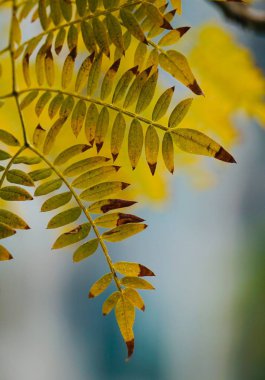 yeşil ağaç yaprakları yaz aylarında doğada dokulu