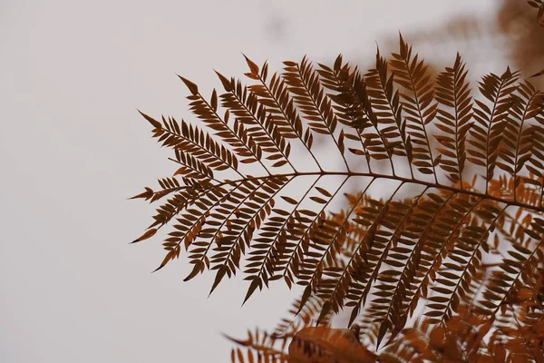 Feuilles Arbres Rouges Colorées Texturées Dans Nature Été — Photo