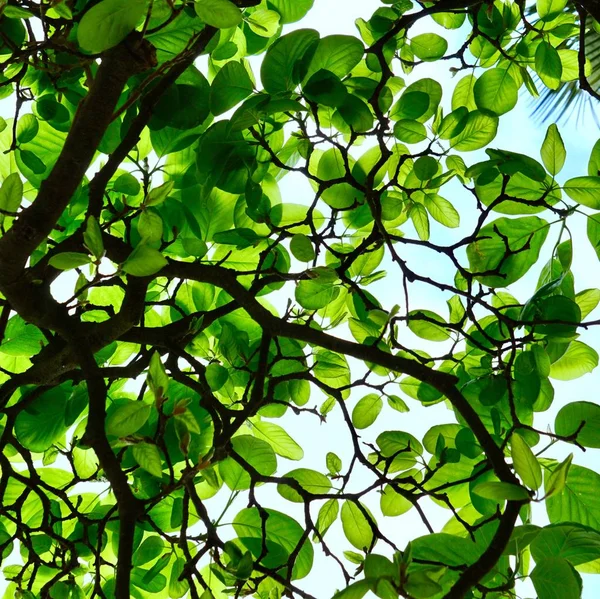 Green Tree Leaves Textured Nature Summer — Stock Photo, Image