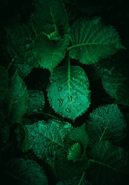 Groene Plant Verlaat Getextureerde Natuur Zomer — Stockfoto