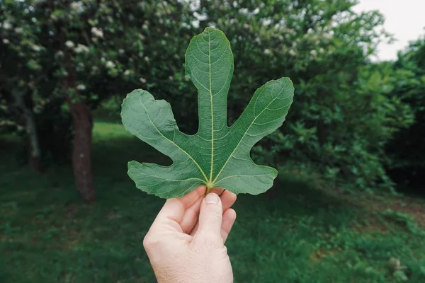 Hand Green Leaf Nature Summer — Stock Photo, Image