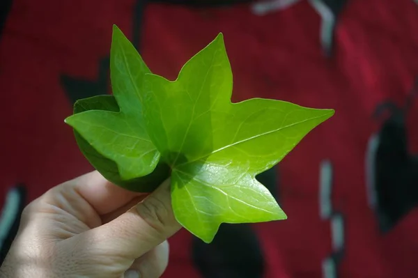 Ręka Zielonym Liściem Naturze Lecie — Zdjęcie stockowe